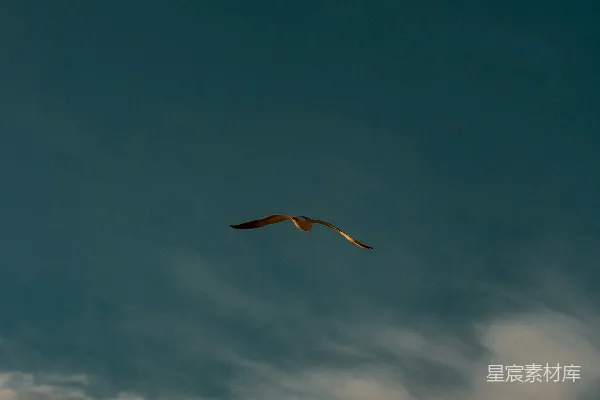 高清摄影 一只鸟在一片云层中穿过蓝色的天空