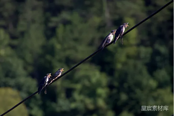 高清摄影 白天黑色和黄色的鸟停在黑色的细线上