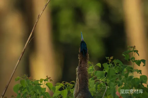 高清摄影 一只鸟展翅高飞而另一只则抬头望着。