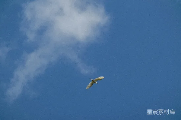 高清摄影 一只巨大的白色鸟在蓝天中飞翔