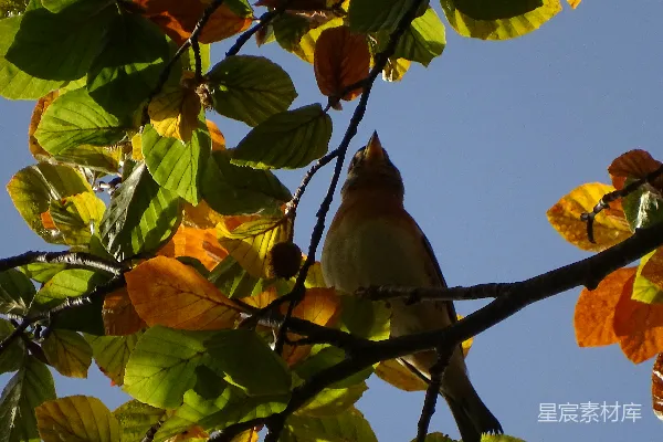 高清摄影 一只鸟栖息在树干上