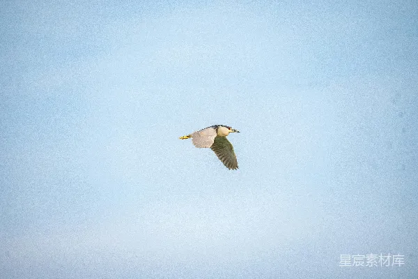 高清摄影 空中飞翔的鸟儿，背景是蓝天。