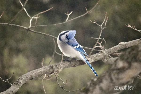 高清摄影 一只蓝 Jays 停在空旷的树杈上。
