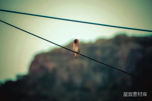 高清摄影 白天红鸟站在黑色的电线上的场景