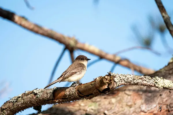 高清摄影 一只小鸟栖息在树干上