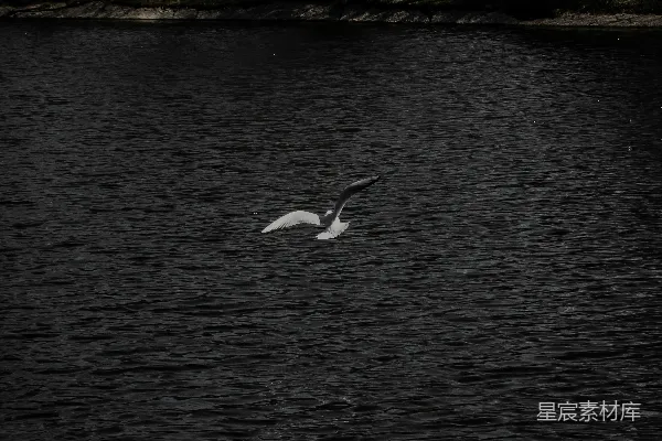 高清摄影 白天白 Swan 在水上的姿态