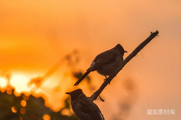 高清摄影 两只鸟坐在一棵树的枝头，在夕阳西下之际