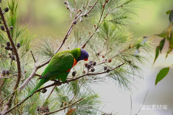 高清摄影 一只色彩斑斓的鸟栖息在树干上