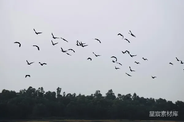 高清摄影 一群鸟在森林上空飞翔