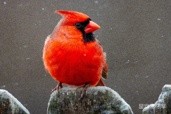 高清摄影 红顶 Cardinal 鸟栖息在灰色岩石上