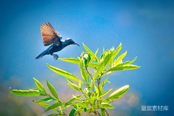 高清摄影 白天蓝褐色的鸟在空中飞翔
