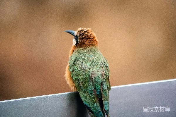 高清摄影 一只色彩斑斓的鸟坐在一根金属轨上