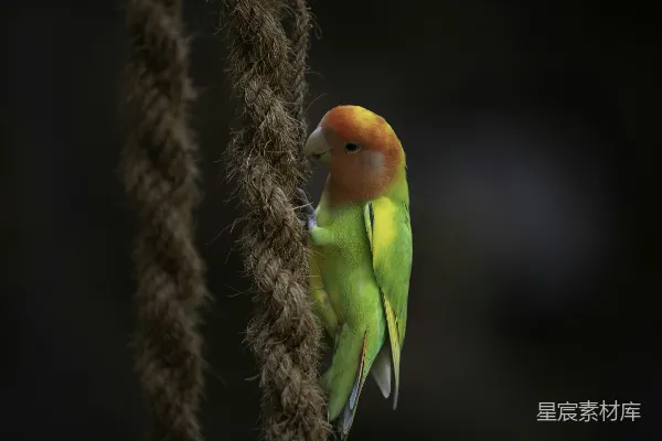 高清摄影 一只绿色和橙色的鸟停在树干上