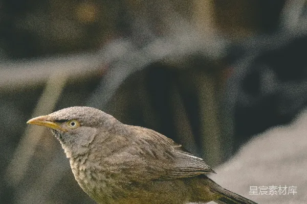 高清摄影 一只小鸟站在屋檐上