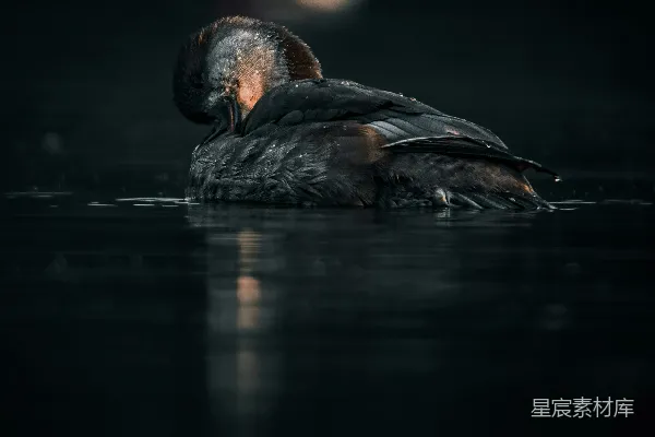 高清摄影 漂浮在水中的鸟