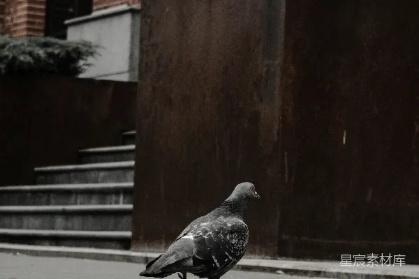 高清摄影 黑白鸟落在灰色混凝土地板上