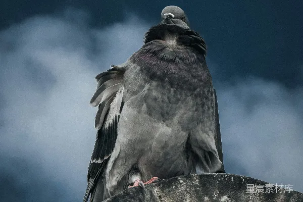 高清摄影 黄昏时，一只鸽子栖息在电灯吊坠上。