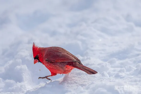 高清摄影 红黑鸟站在覆盖着白雪的地面上