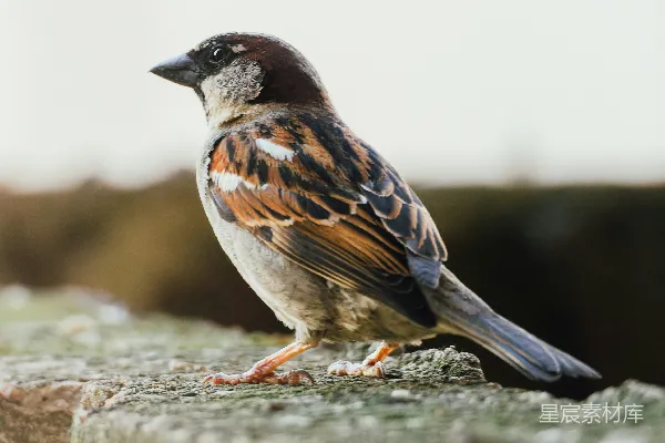 高清摄影 一只家 sparrow 倚在一块有纹理的石墙上歇息。