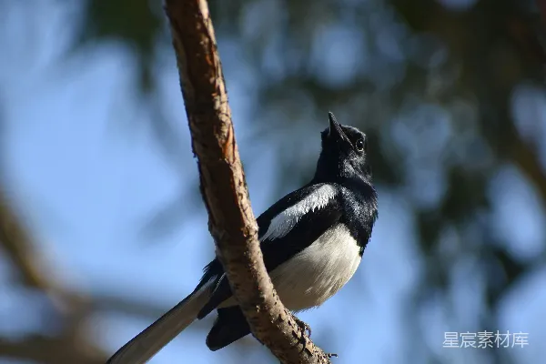 高清摄影 一只黑白相间的鸟栖息在树干上