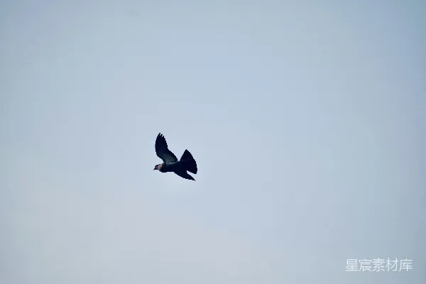 高清摄影 一只大鸟在蓝色的天空中飞翔