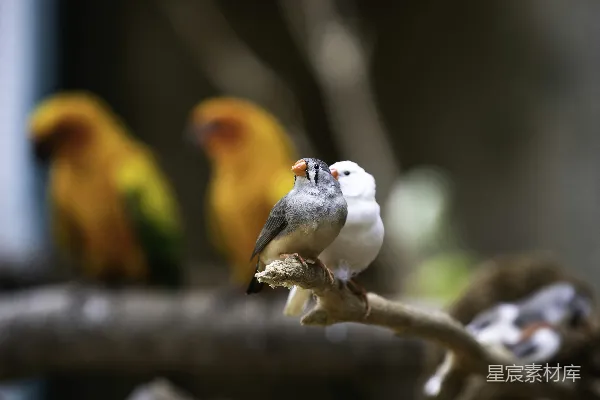 高清摄影 一群鸟坐在树杈上