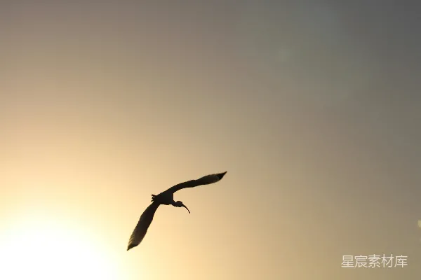 高清摄影 天边一只鸟在夕阳下飞翔