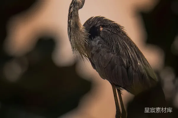 高清摄影 一只苍鹭静静地站立在橙色的天际之上。
