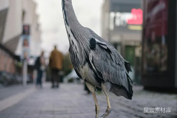 高清摄影 一只鸟站在砖砌的石板小路上