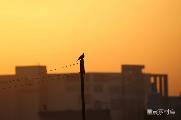 高清摄影 夕阳下街灯的轮廓