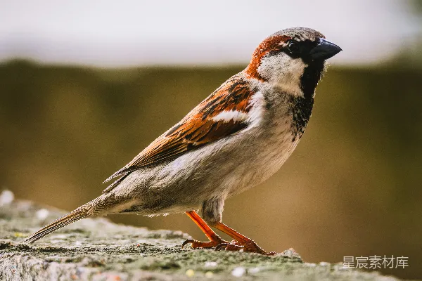 高清摄影 一只家 sparrow 站在一堵石墙上。