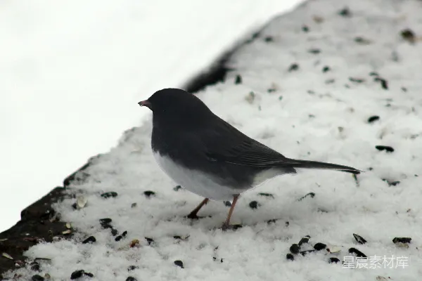 高清摄影 一只小鸟站在雪上。