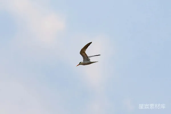 高清摄影 晴天里一只海鸥在天空中飞翔