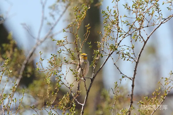 高清摄影 一只小鸟栖息在树干上。