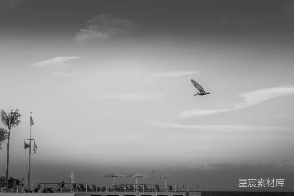 高清摄影 一只鸟飞过一片有棕榈树的海滩。