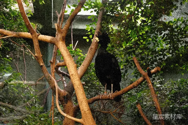 高清摄影 一只黑鸟停在一棵树干上。
