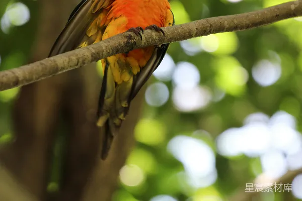 高清摄影 树上一只鸟坐在树枝上