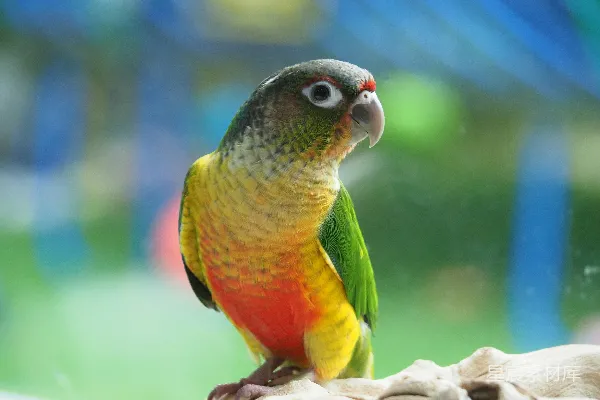 高清摄影 一只色彩鲜艳的鹦鹉坐在 perch 上