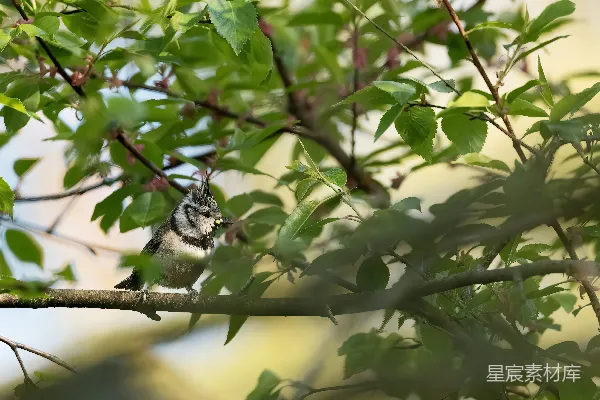 高清摄影 枝头一只小鸟