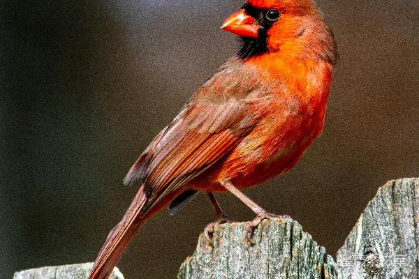 高清摄影 红 Cardinal 鸟停在灰色木制围栏上
