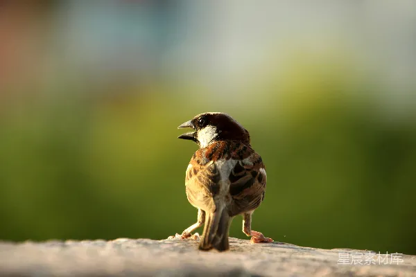高清摄影 一只小鸟坐在岩石顶部