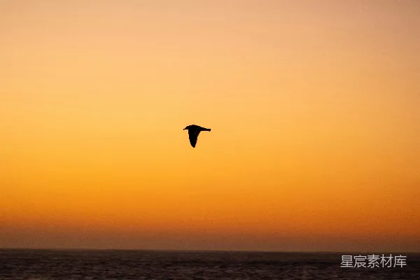 高清摄影 夕阳下海面上飞翔的鸟儿