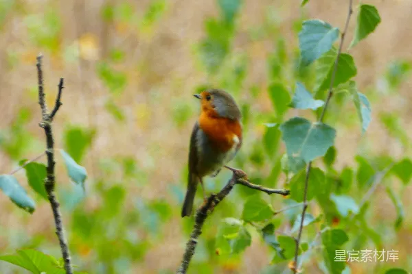 高清摄影 一只知更鸟栖息在树干上。