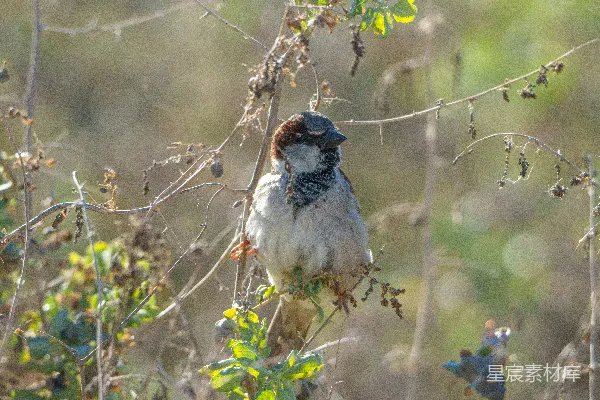 高清摄影 一只 sparrow 倚在一条干枯的树枝上，在自然中。