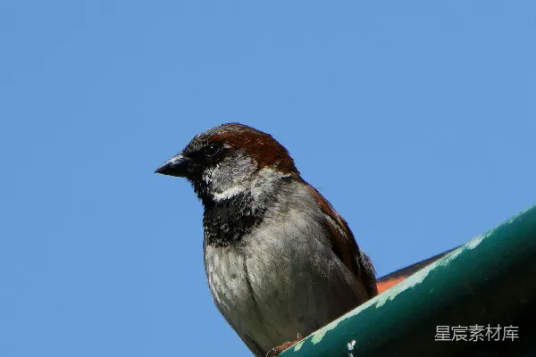 高清摄影 一只家 sparrow 倚靠在绿色屋顶的边缘上。