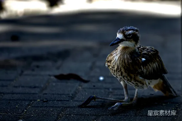 高清摄影 一只斑棕色羽毛的鸟站在马路上面。