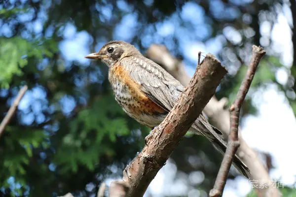 高清摄影 一只小鸟站在树干上。