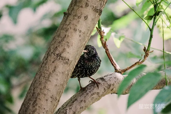 高清摄影 一只鸟站在树干上