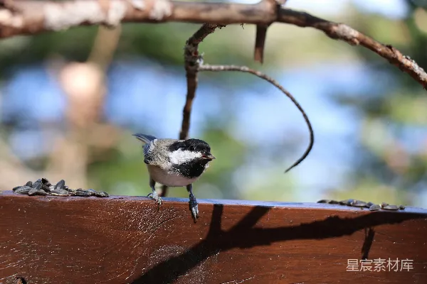 高清摄影 一只小鸟站在木制长凳的顶部。