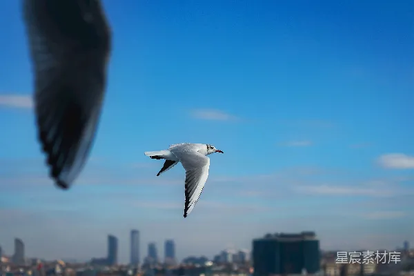 高清摄影 两只海鸥在城市上空飞翔
